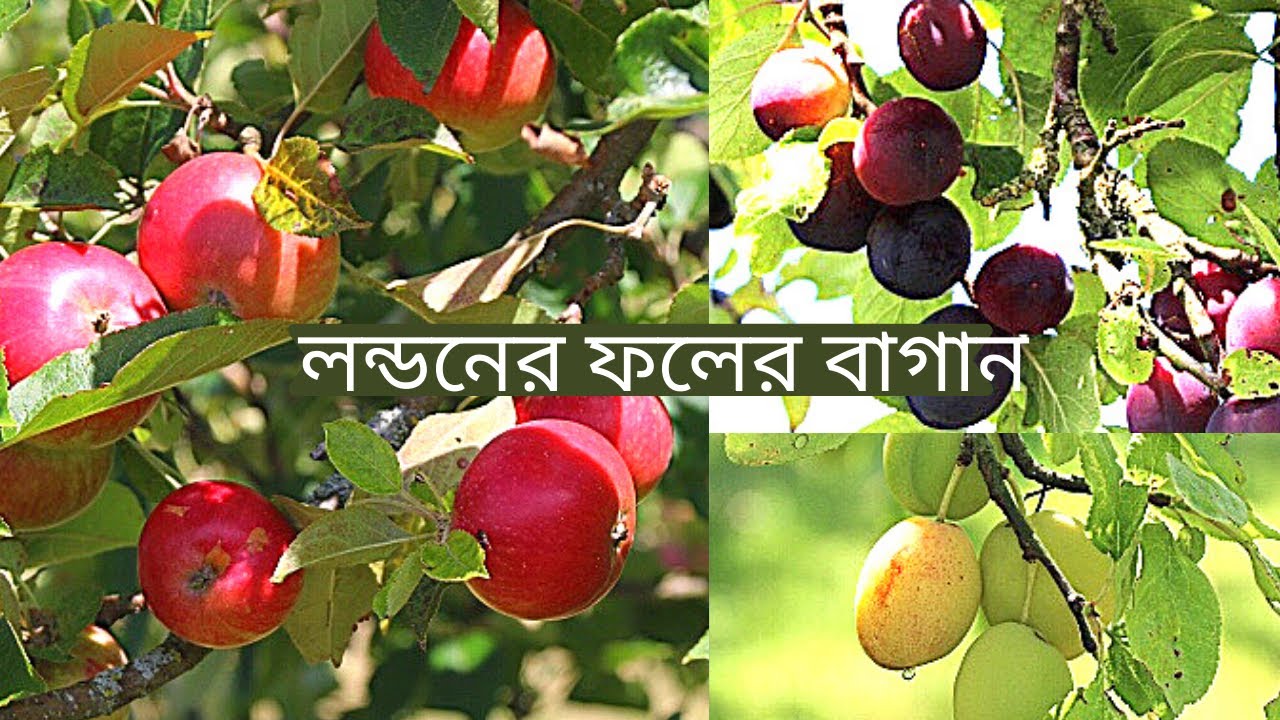 Organic Fruit Farm Tour in London||Apple and Plums Picking In England||লন্ডনের ফলের বাগান