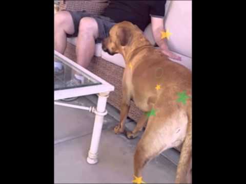 video phone beyonce mp3 Love Your Pets Too Northwest