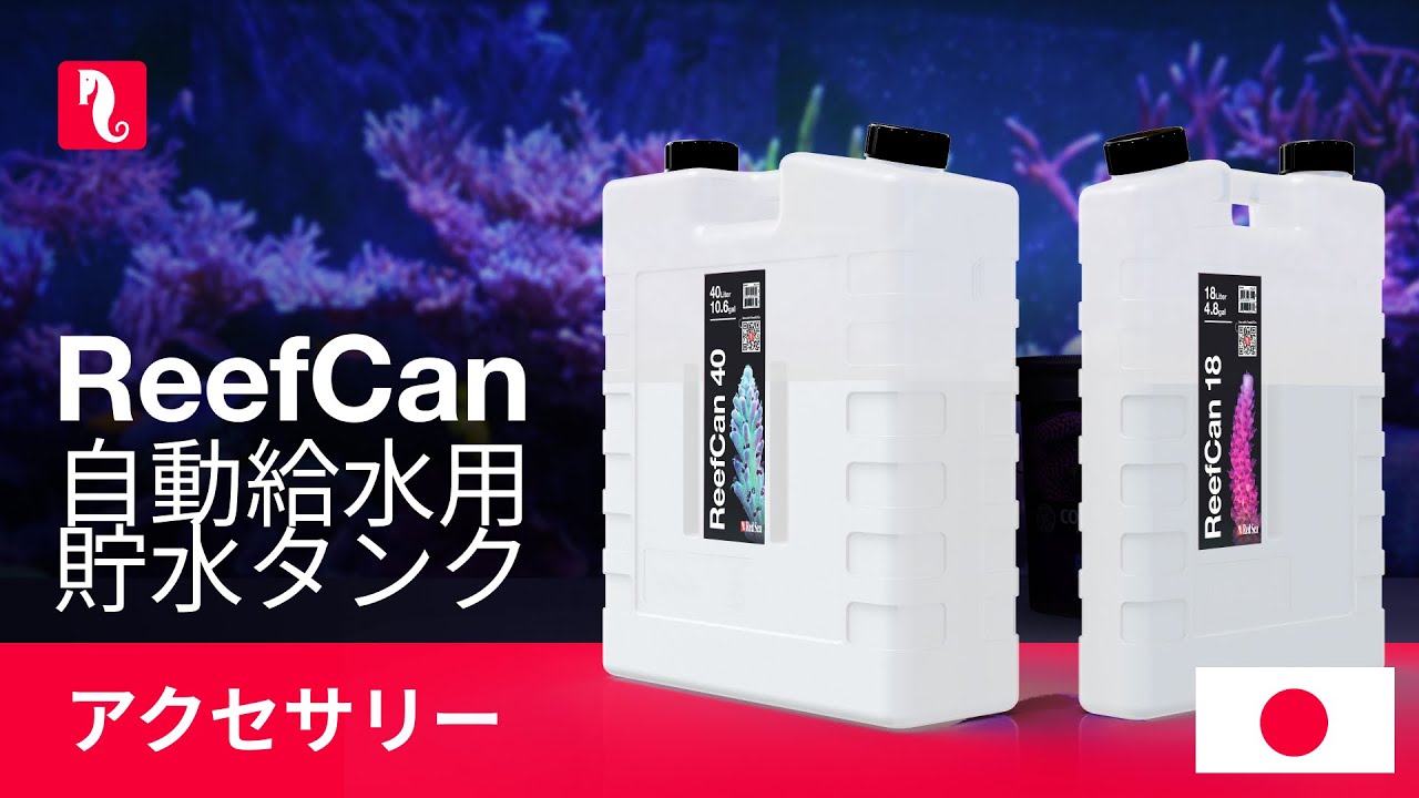 Red Sea Fish - YouTube