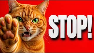 7 Things You Do That Your Cat Secretly Hates