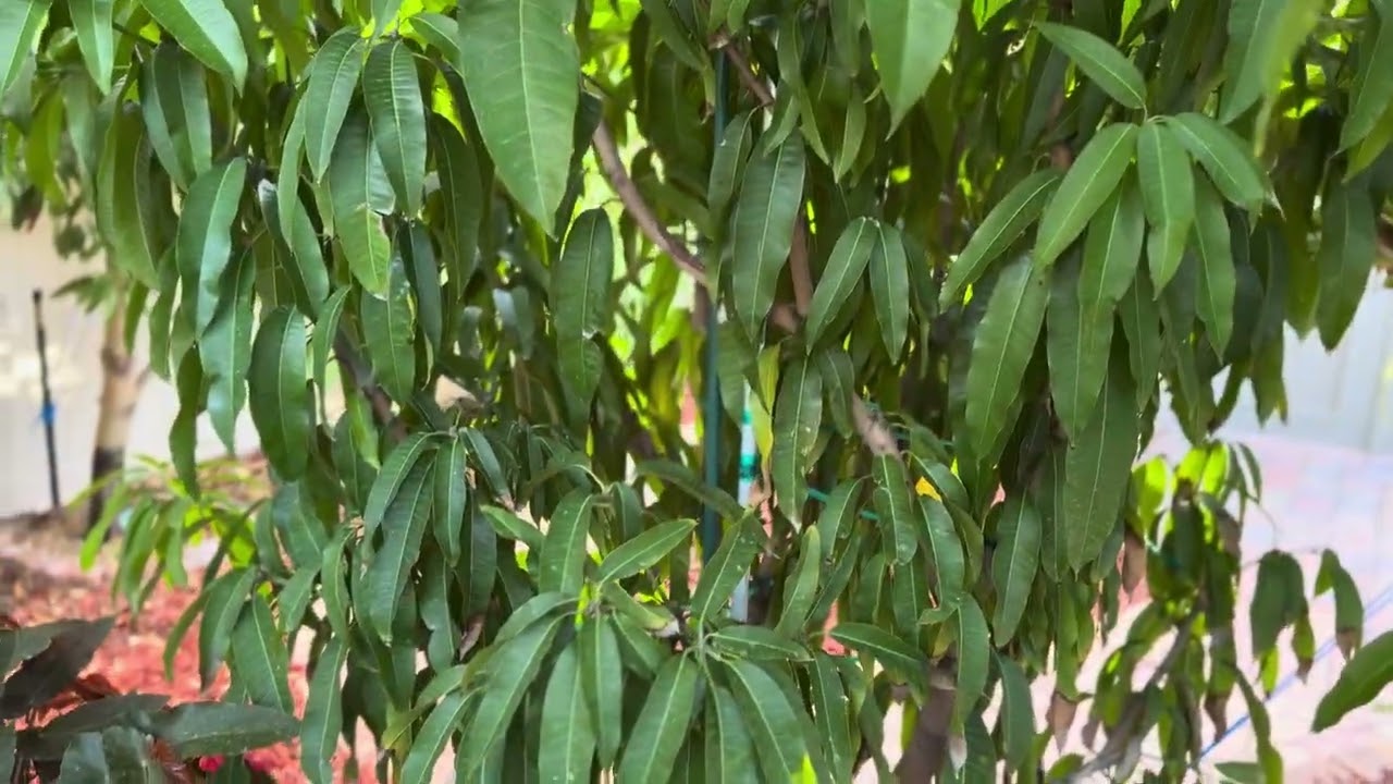 Эта группа из 5 манговых деревьев готова к бурному росту!