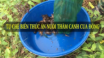 Tự chế biến thức ăn nuôi thâm canh cua đồng