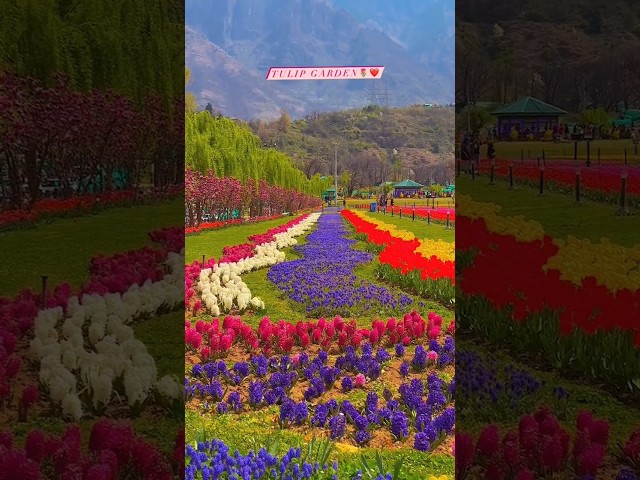 Tulip garden kashmir♥️ #song #trendingshorts #viral #love #shorts class=