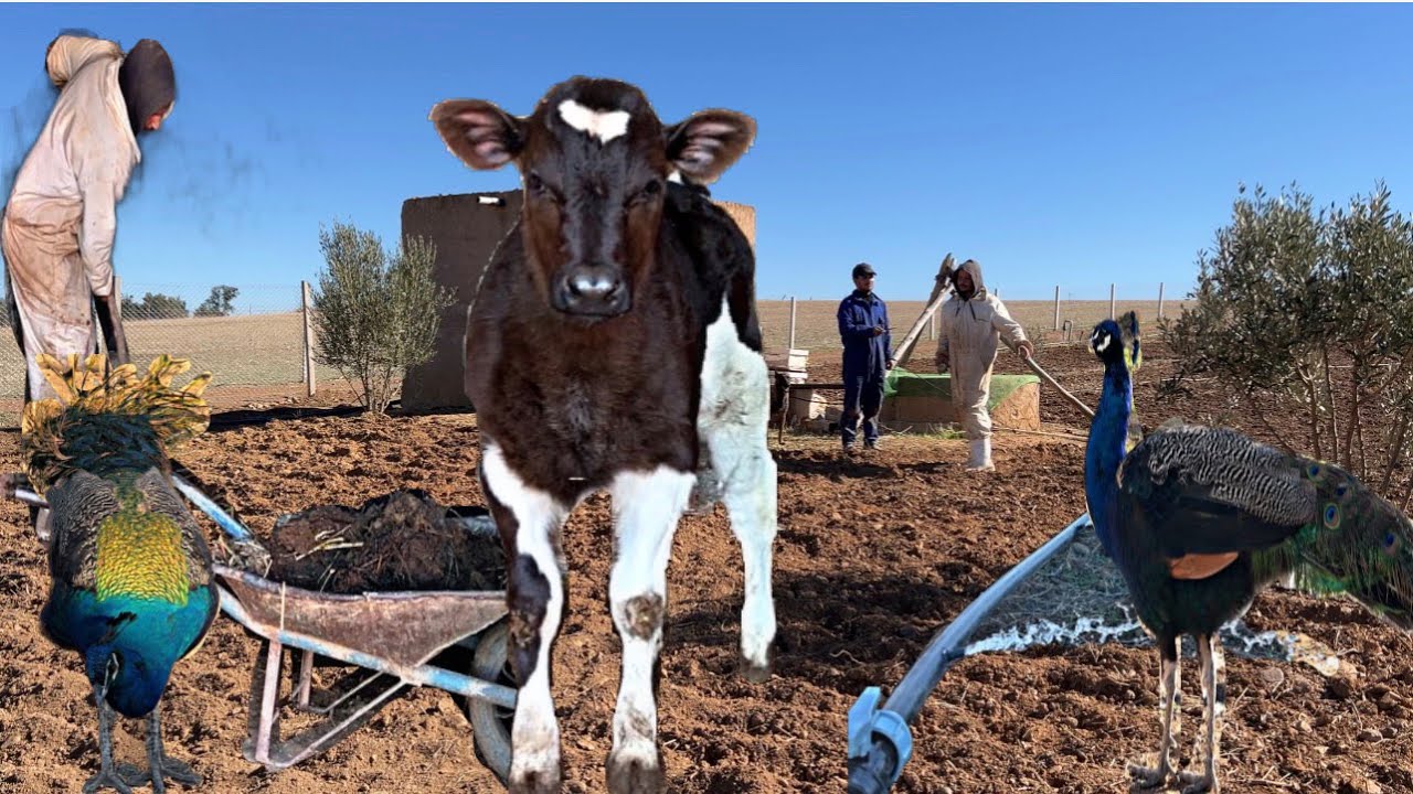 يوم من العمل الشاق في البادية تركيب السقي بالتنقيط اجواء العمل في المزرعة