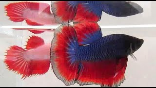 Cupang HALFMOON Red Blue CROWNTAIL Betta Fish [HD]