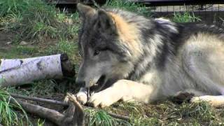 なんか不思議な味？(円山動物園 シンリンオオカミ ルーク)