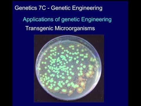 Genetics 7C Genetic Engineering - YouTube