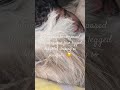 So sweet…#youtubeshorts #love #mumbai #dogbreed #cute #shihtzu #pets #animallovers #puppy #trending