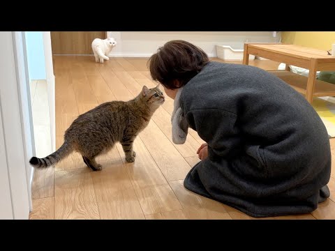 突然家に大好きな母親がいたら猫はこうなります…笑