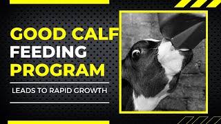 Feeding Dairy calves | How to feed calves | Dairy calf feeding formula