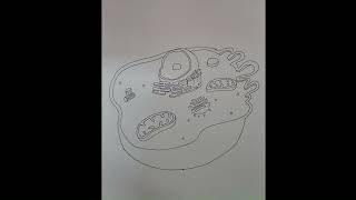 Coloring an Animal Cell – Relaxing & Fun!