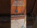 #bee #beekeepers #beekeeperslife #beeslife #beekeeping #beeremoval #catchbox ##trapouttechnique