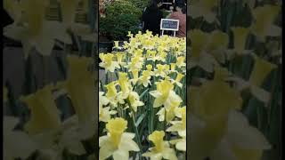 Dazzling Daffodils: The Perfect Spring Flower youtubeshorts gardeningvideos