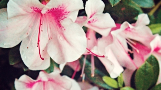 MV Nguyen Family's Life in America