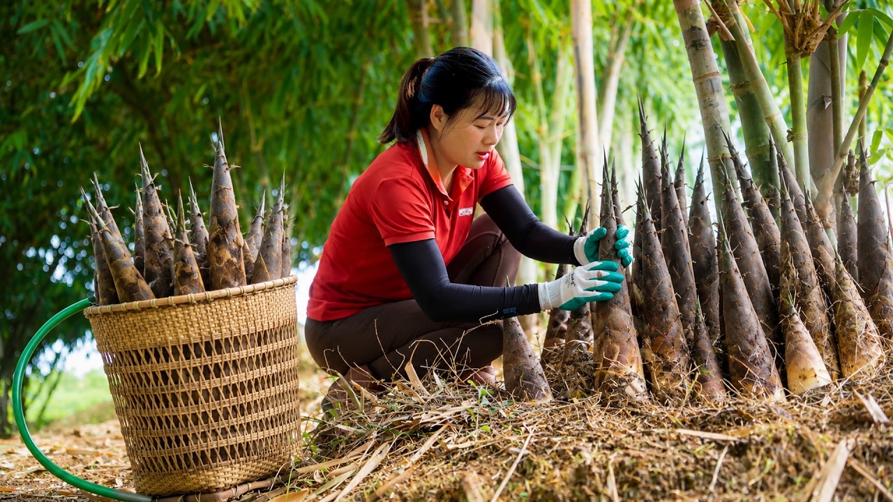 Harvesting Giant Bamboo Shoots in a Peaceful Mountain Forest to 