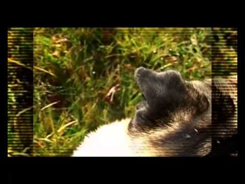 Video: Kako Hraniti štene Mopsa