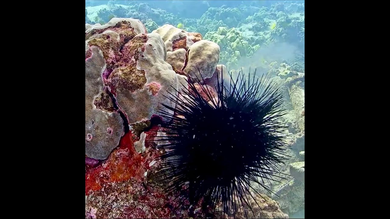 Let It Spawn | MEGA Lab Cam