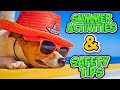 Beat The Heat 4 Fun Summer Activities Safety Tips For Your Dog ЁЯР тШАя П Beat The Heat 4 Fun Summer Activities Safety Tips For Your Dog ЁЯР тШАя П
