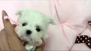 Teacup Maltese for sale Teacup Puppies Teacup Puppy for sale