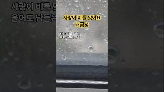 사랑이 비를 맞아요(가사) #배금성 #사랑이비를맞아요 #빗방울