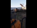Excavator Loading dump truck #Shorts