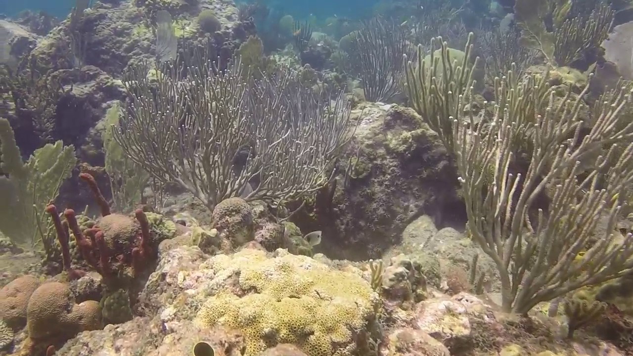 2017_07_reserve_cousteau