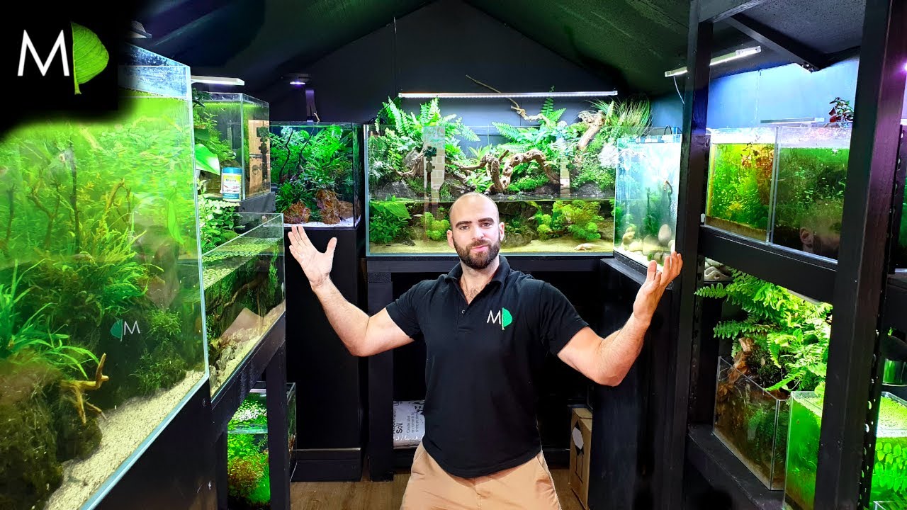 A FISH ROOM TOUR.IN A SHED ðŸ¤£ - All My Nature Aquariums 