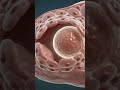 Female Reproductive System Explained in Hindi | 3D Animation"#Ovary #Ovulation #Biology #science