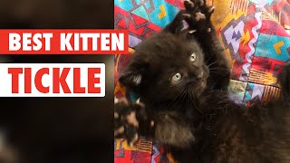 Best Kitten Tickle  So Adorabz