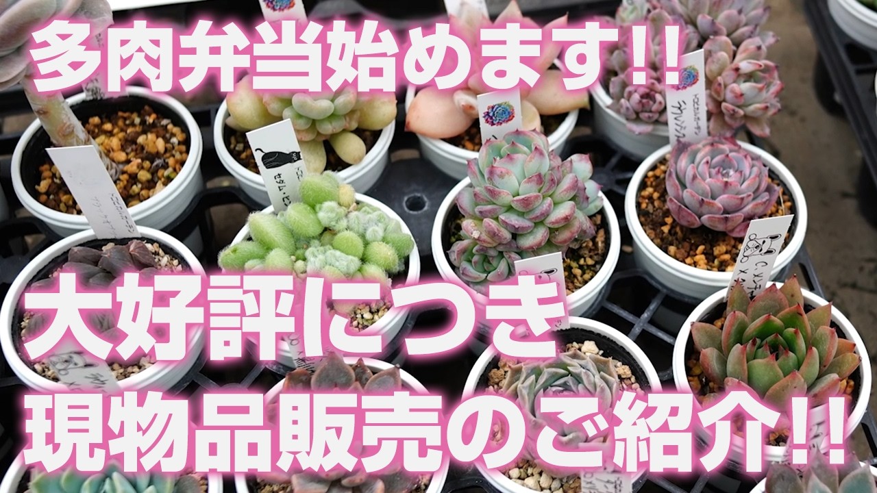 多肉植物】大好評につき現物品販売のご紹介!!多肉弁当始めます
