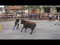 Buen encierro de merino en cabreton la rioja 15 05 2024