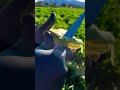 Yapraklar kurutulup bitki çayı oluyor atılmıyor Sipariş için geç kalmayın en taze zamanı#engineering