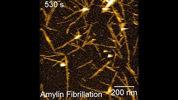 High-speed AFM observation of Amylin or human IAPP fibrillation
