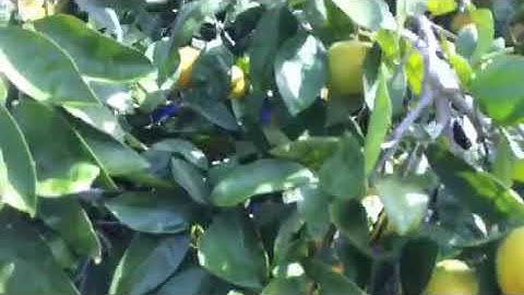 Quýt cái bè Ngọt  Lắm