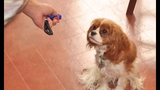 Обучение Щенка. Кликкер. 16 урок (змейка) Обучение Щенка. Кликкер. 16 урок (змейка)