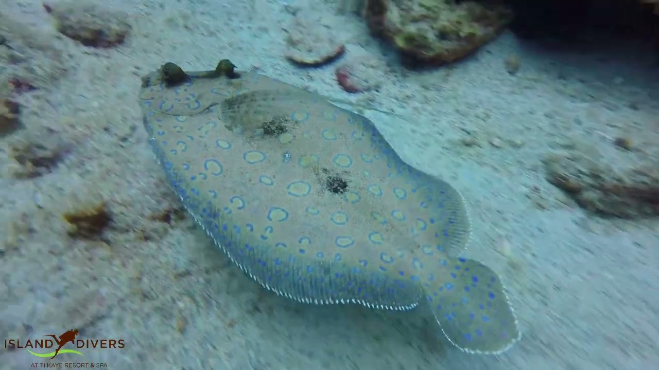 Ti Kaye Resort & Spa (July 2017)