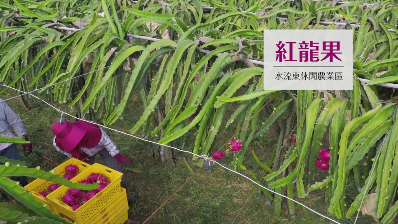 外埔紅龍果介紹