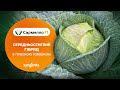 Капуста білоголова 🥬Сармелло