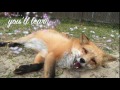 What its like to have a pet fox