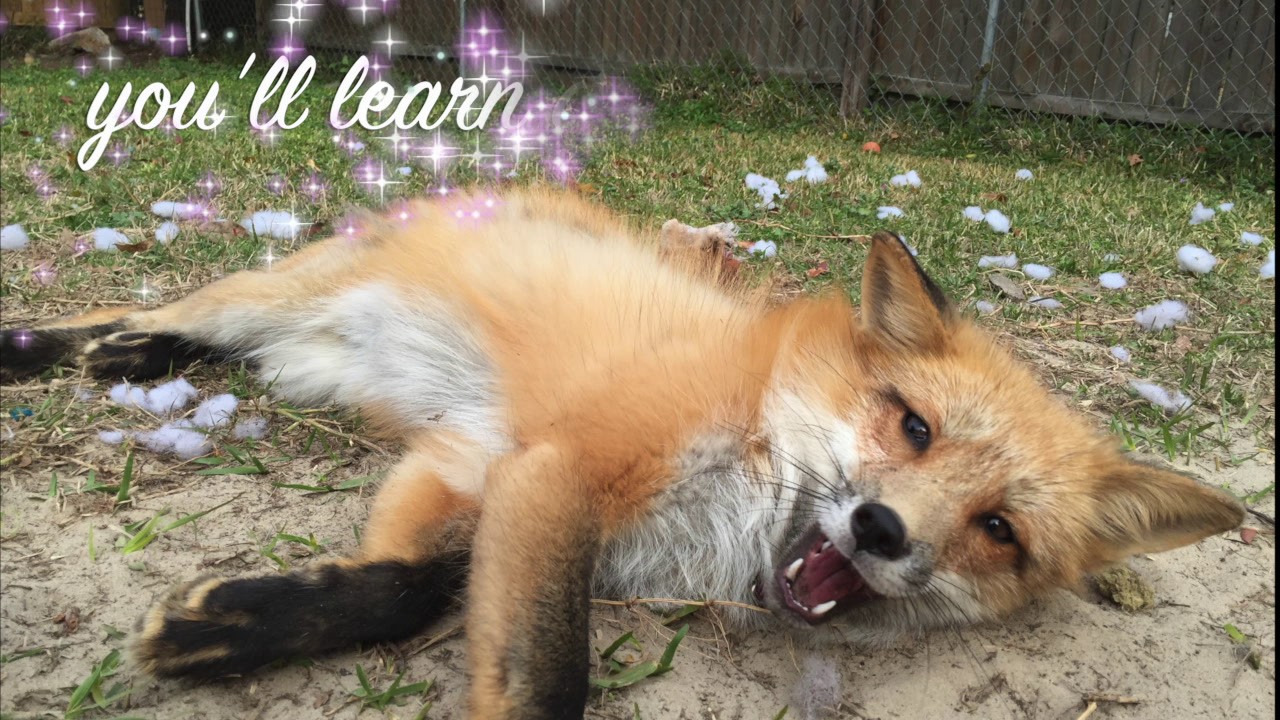 What its like to have a pet fox - YouTube