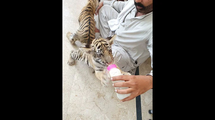 Video 4167991: beautiful bengal tiger, feeding bengal