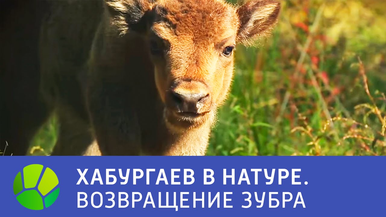 Возврат в натуре