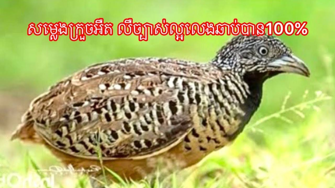 សម្លេងក្រួចអឺតលេងឆាប់បាន ១០០%