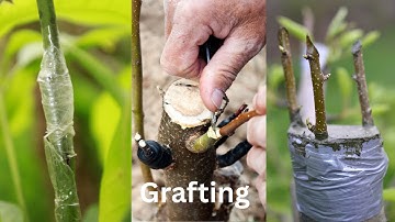 Best grafting technique for fruit plants grafting and budding #satisfying #bonsai #asmr #shorts