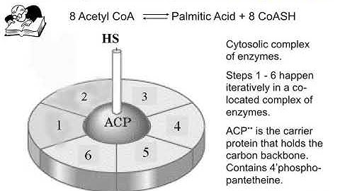 ERM1 LIPIDOMICS LEC 1 PODCAST Fats and Energy Metabolism