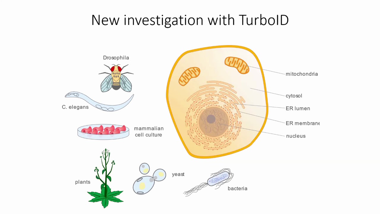 TurboID Proximity Labeling for Plant Proteomics | Dr. Tess Branon