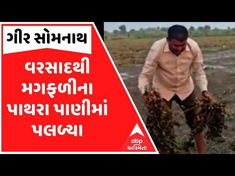 Gir Somnath | ગીર સોમનાથમાં ભારે વરસાદથી તારાજી, જરગલી ગામે ખેતરમાં મગફળીના પાથરા પાણીમાં પલળ્યા