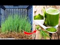 How to grow Barley grass - barley sprouts to make healthy drinking water