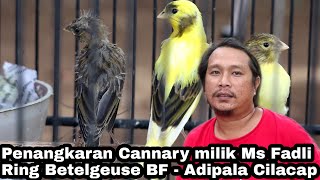 Penangkaran Kenari Milik Mas Fadli Adipala Youtube<script async src=