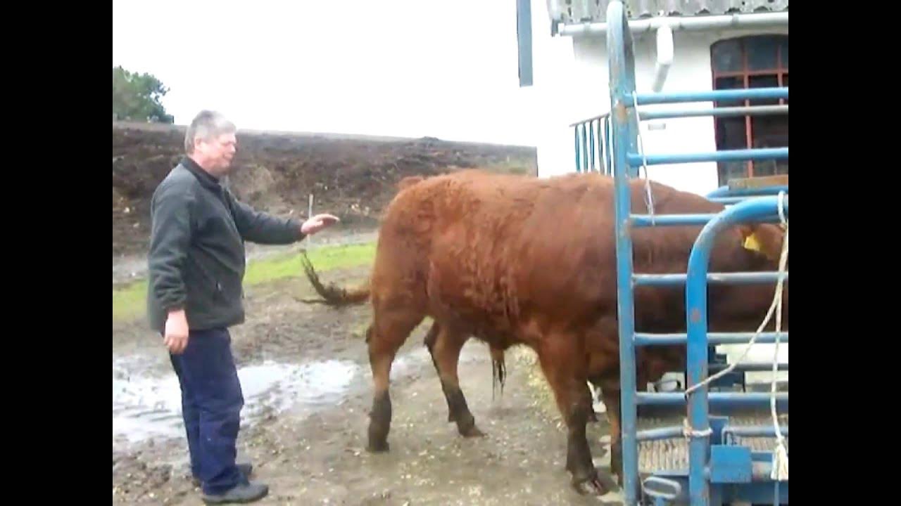 Весы бык 2025. Бык 1300кг.